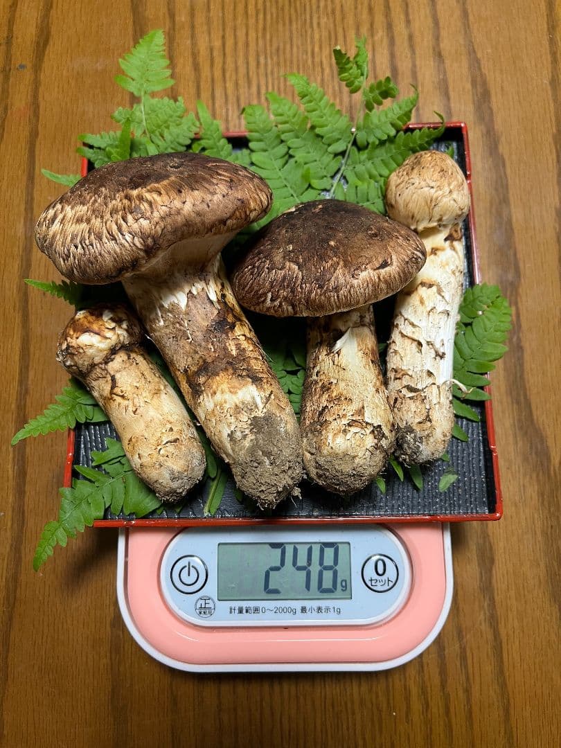 岩手県産　天然松茸　 248g　①