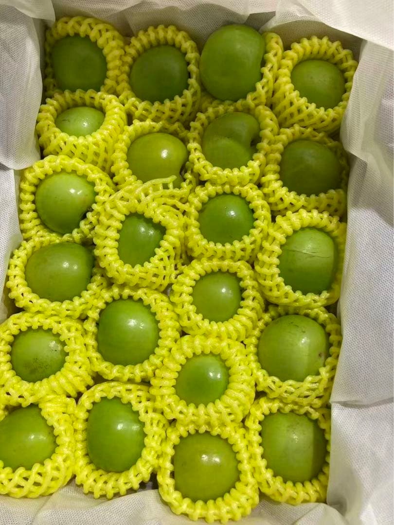 533.新鮮台湾ナツメ　台湾青棗 约2.5kg前後(１８~24玉)玉数お任せ