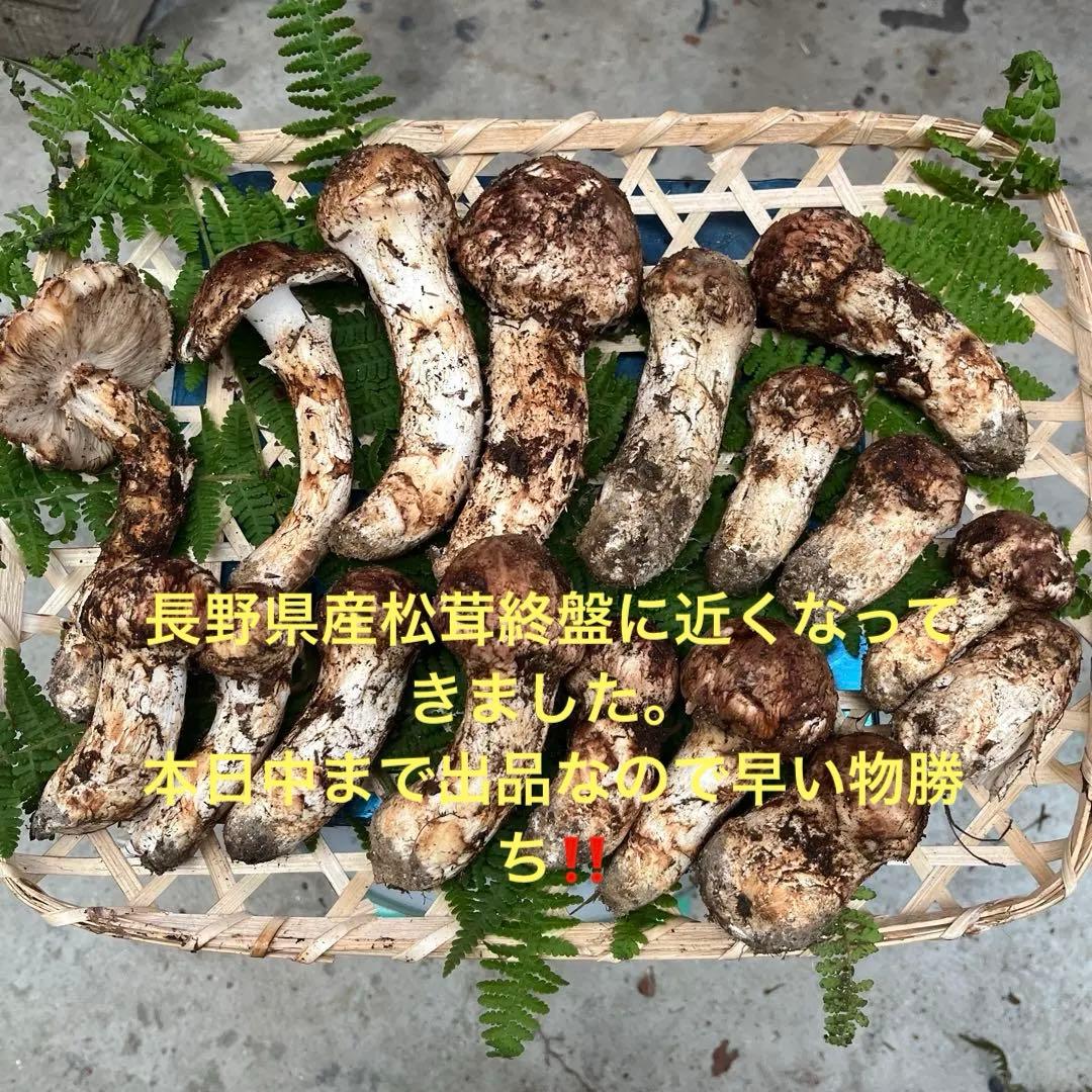 長野県産　松茸　500g
