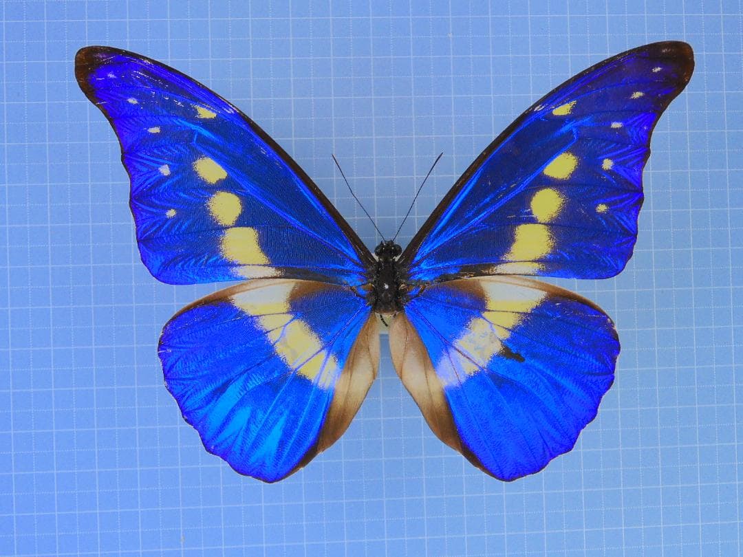 ペルー産　ヘレナモルフォ　126mm