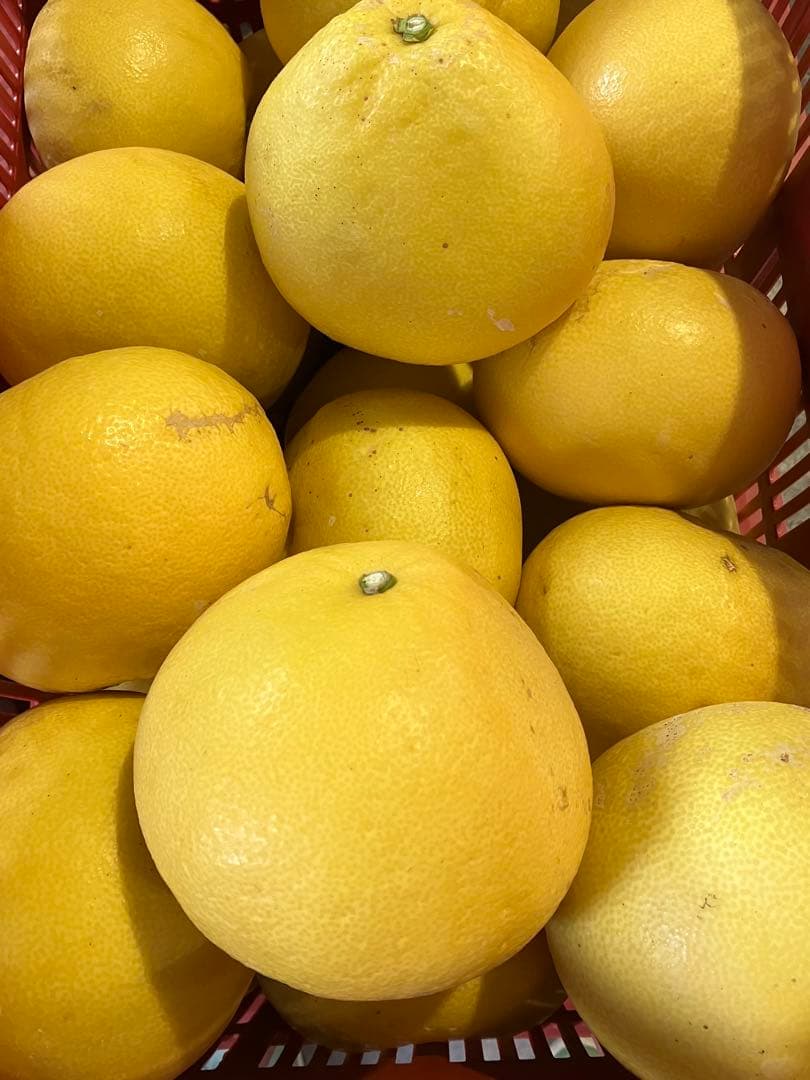 高知産 土佐文旦 20キロ 2L〜4Lサイズ