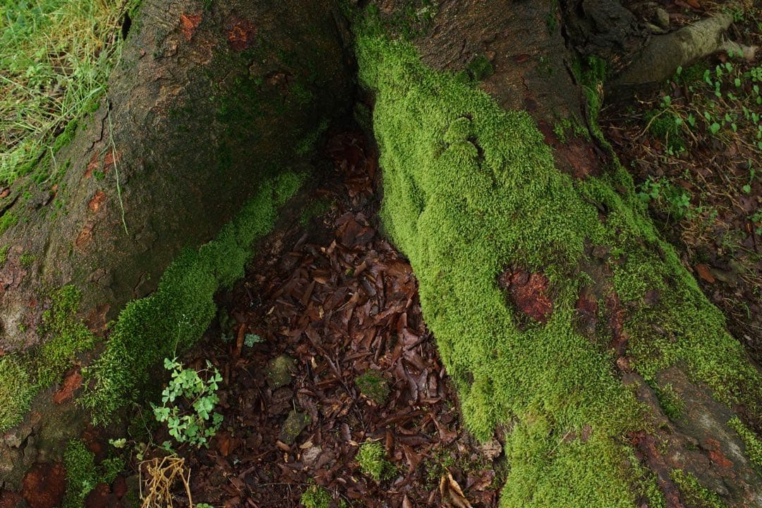 作例付き　NIKON NIKKOR SC AUTO 50mm F1.4 管mpr