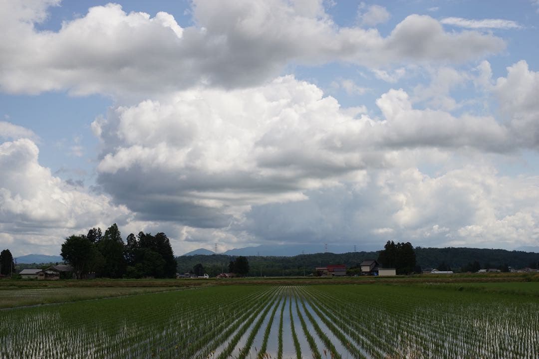 作例付き　NIKON NIKKOR SC AUTO 50mm F1.4 管mpr