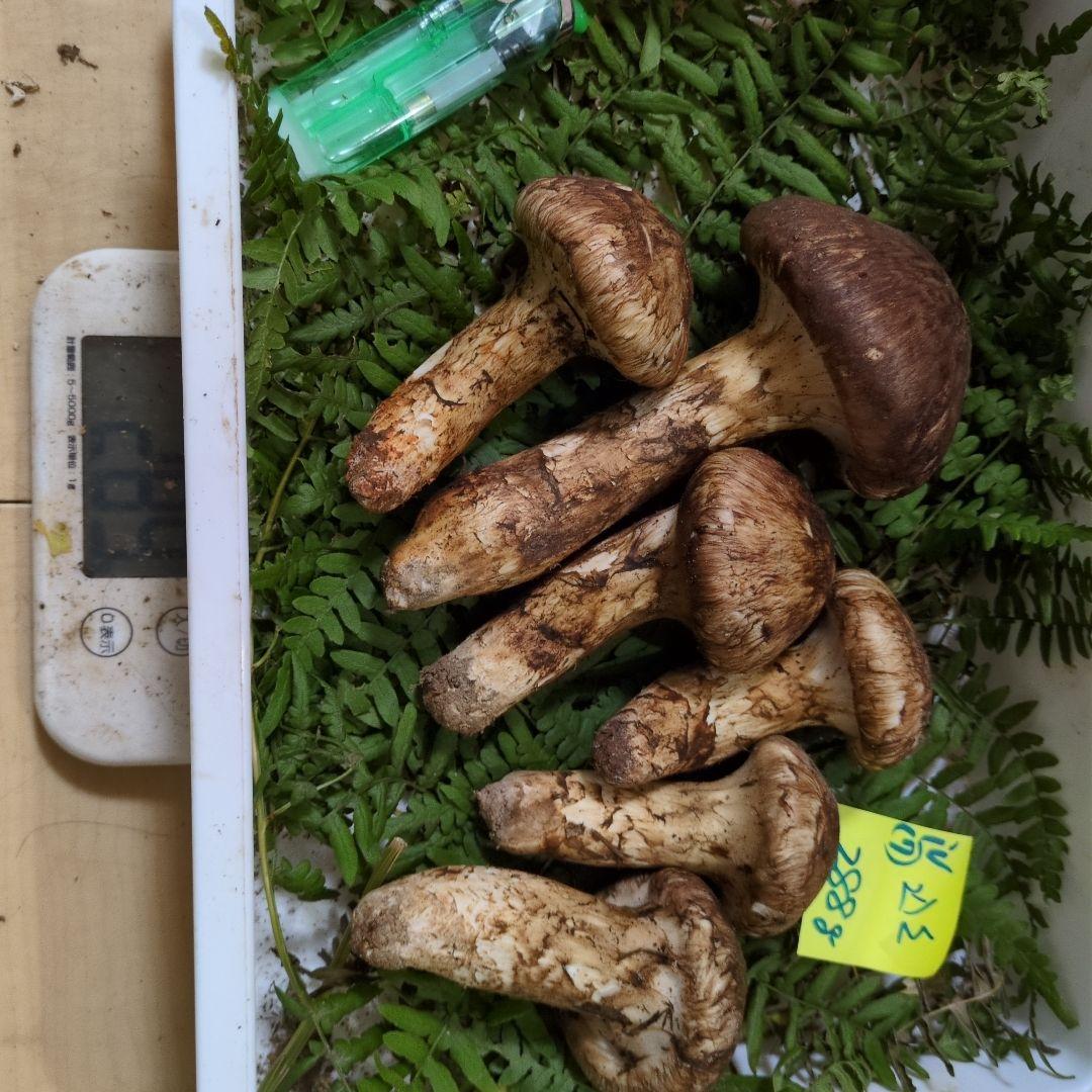 和歌山松茸 新鮮朝市　込み込み　288㌘