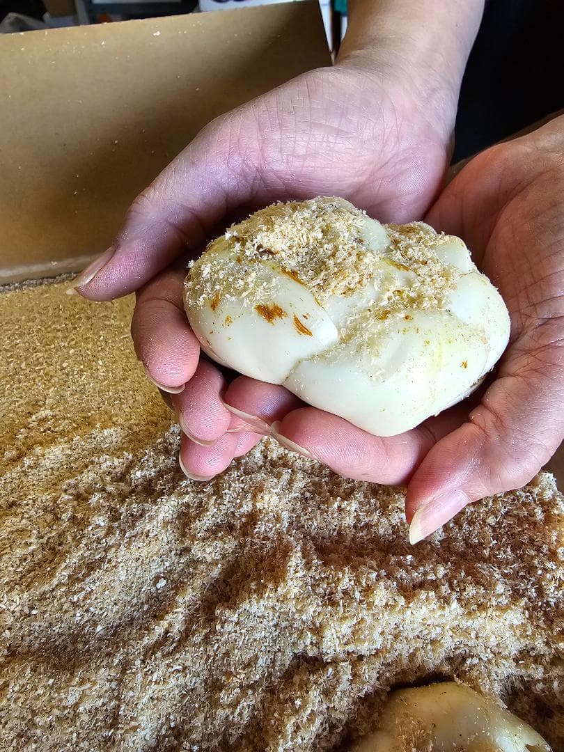 百合根　ゆりね　特大2L　5K　33個入り