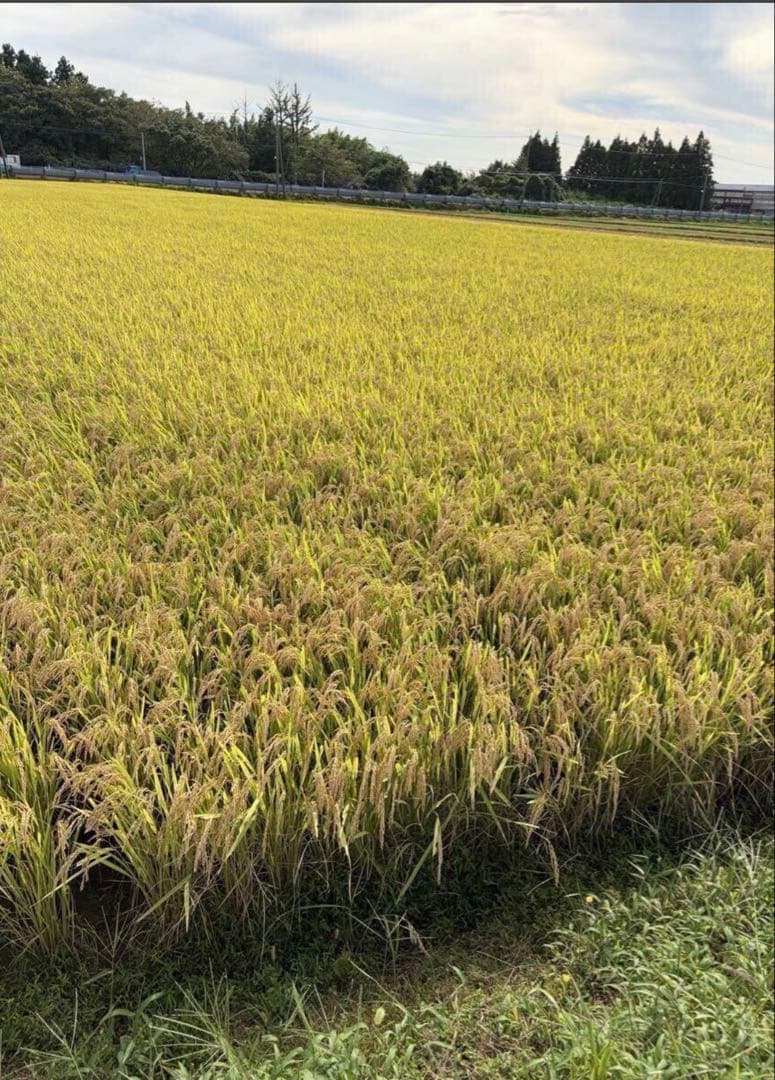 R7年山形県庄内産のはえぬき　約15キロ