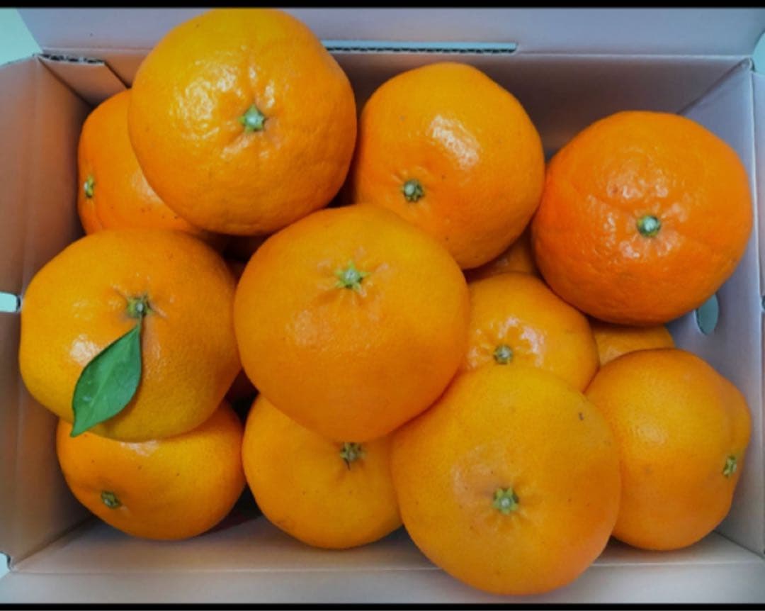 【甘平】愛媛県産 甘平 10kg 家庭用 不揃い 味は正規品