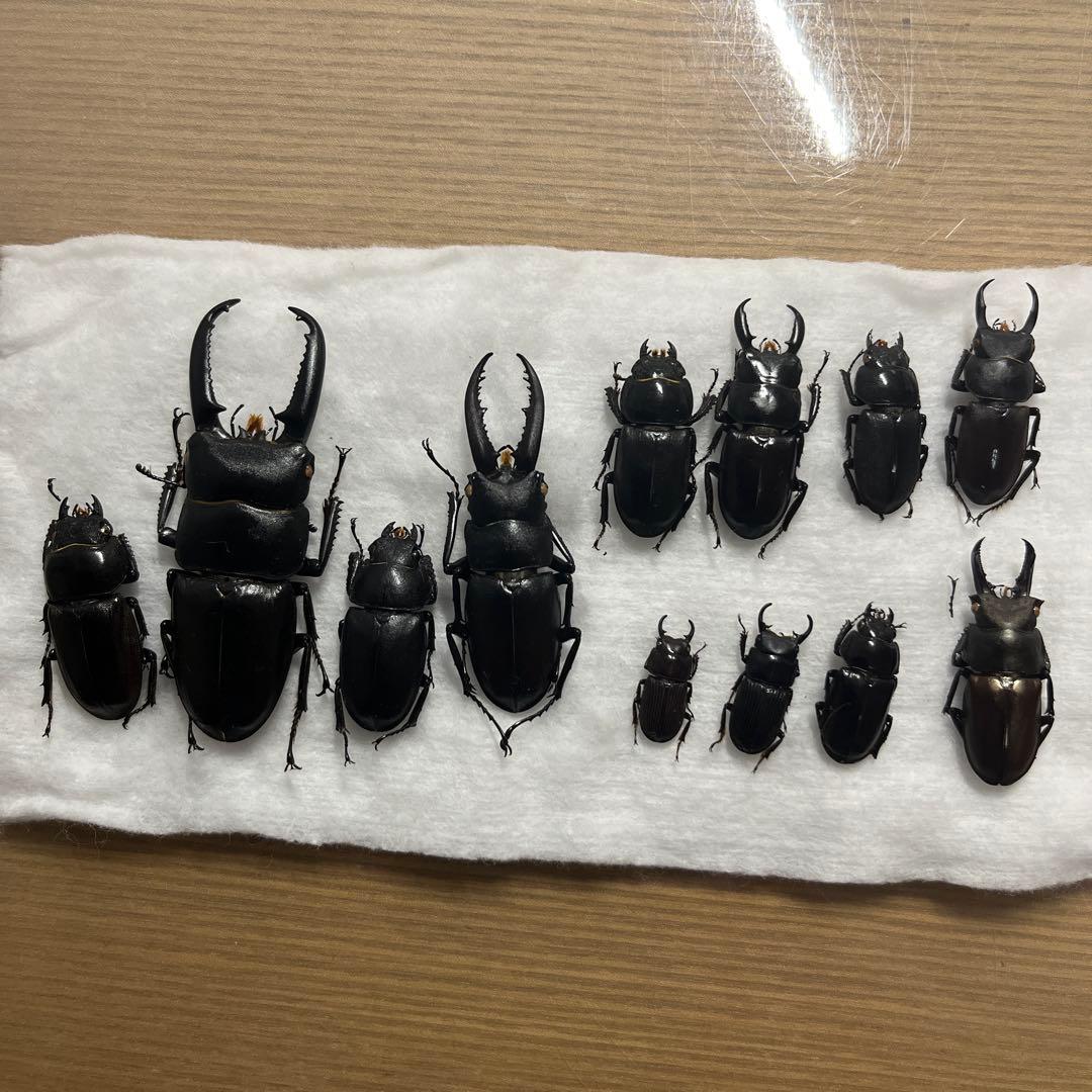 対馬クワガタセット