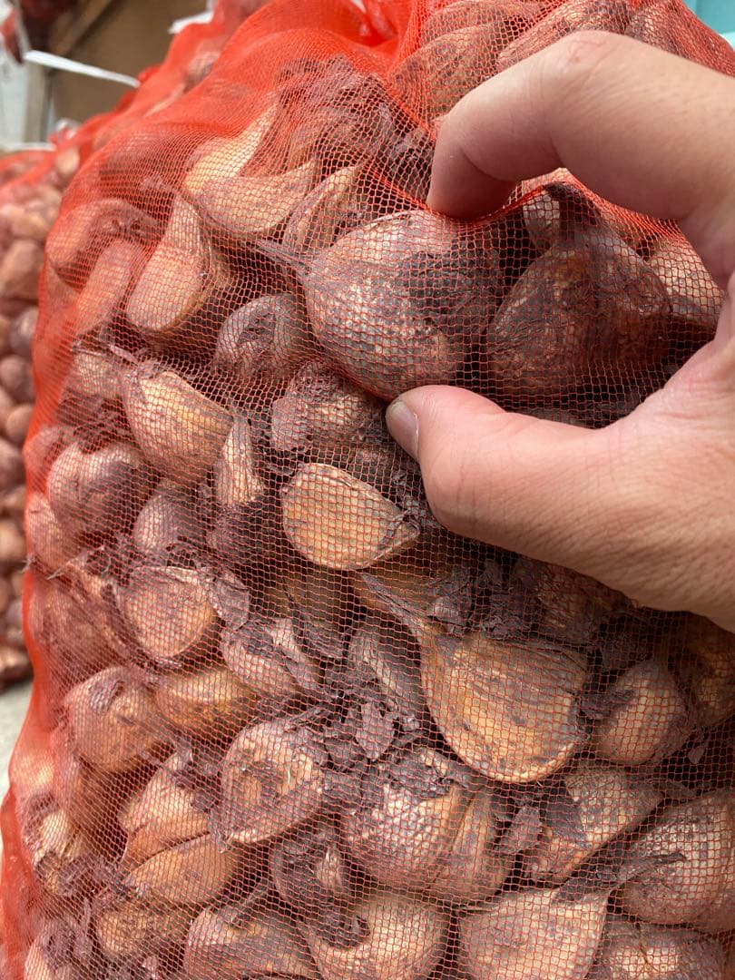 タネ にんにく 消毒済み 大サイズ 青森県産 福地ホワイト六片 種用ニンニク