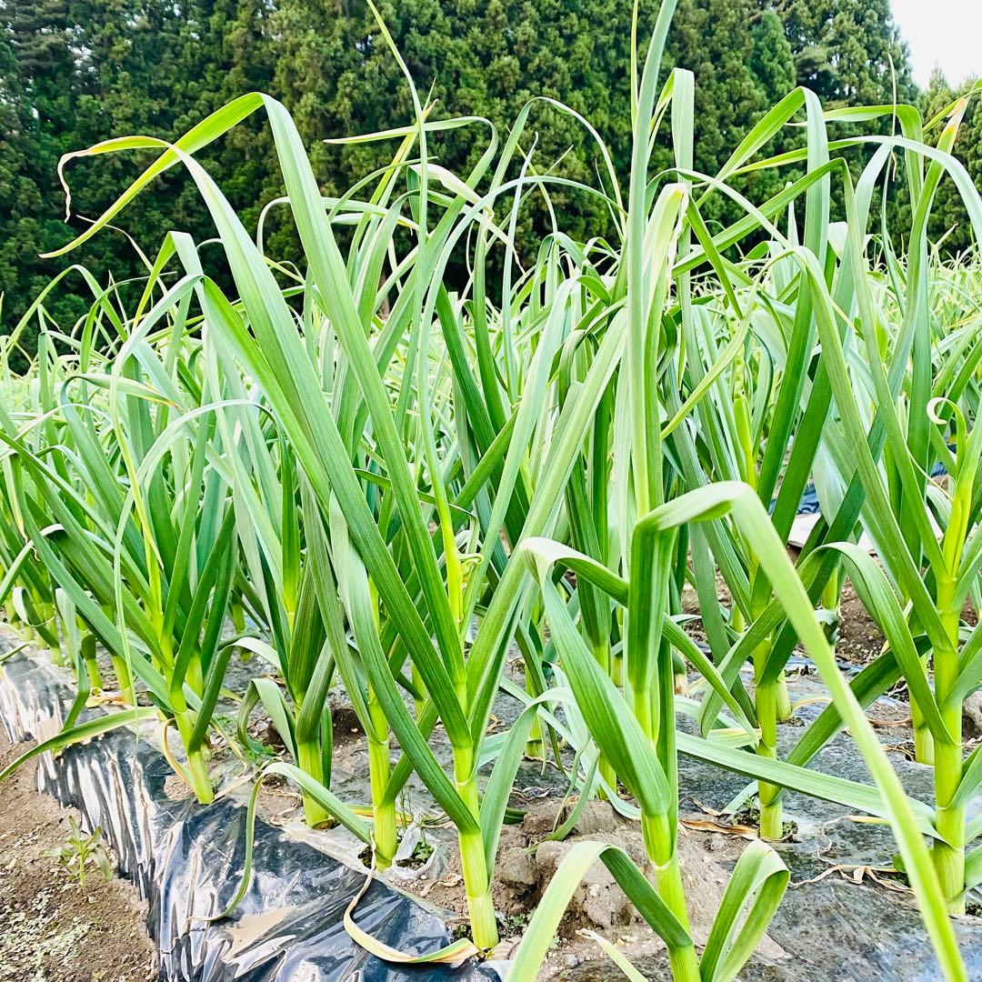 タネ にんにく 消毒済み 大サイズ 青森県産 福地ホワイト六片 種用ニンニク