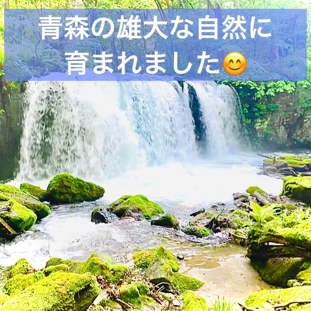 タネ にんにく 消毒済み 大サイズ 青森県産 福地ホワイト六片 種用ニンニク