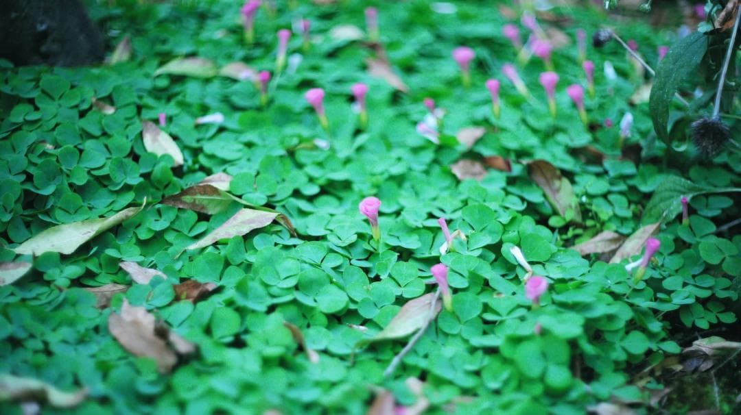 【中古・良品】小西六 HEXANON 52mm f1.4 LMマウント