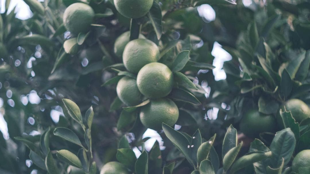 【中古・良品】小西六 HEXANON 52mm f1.4 LMマウント