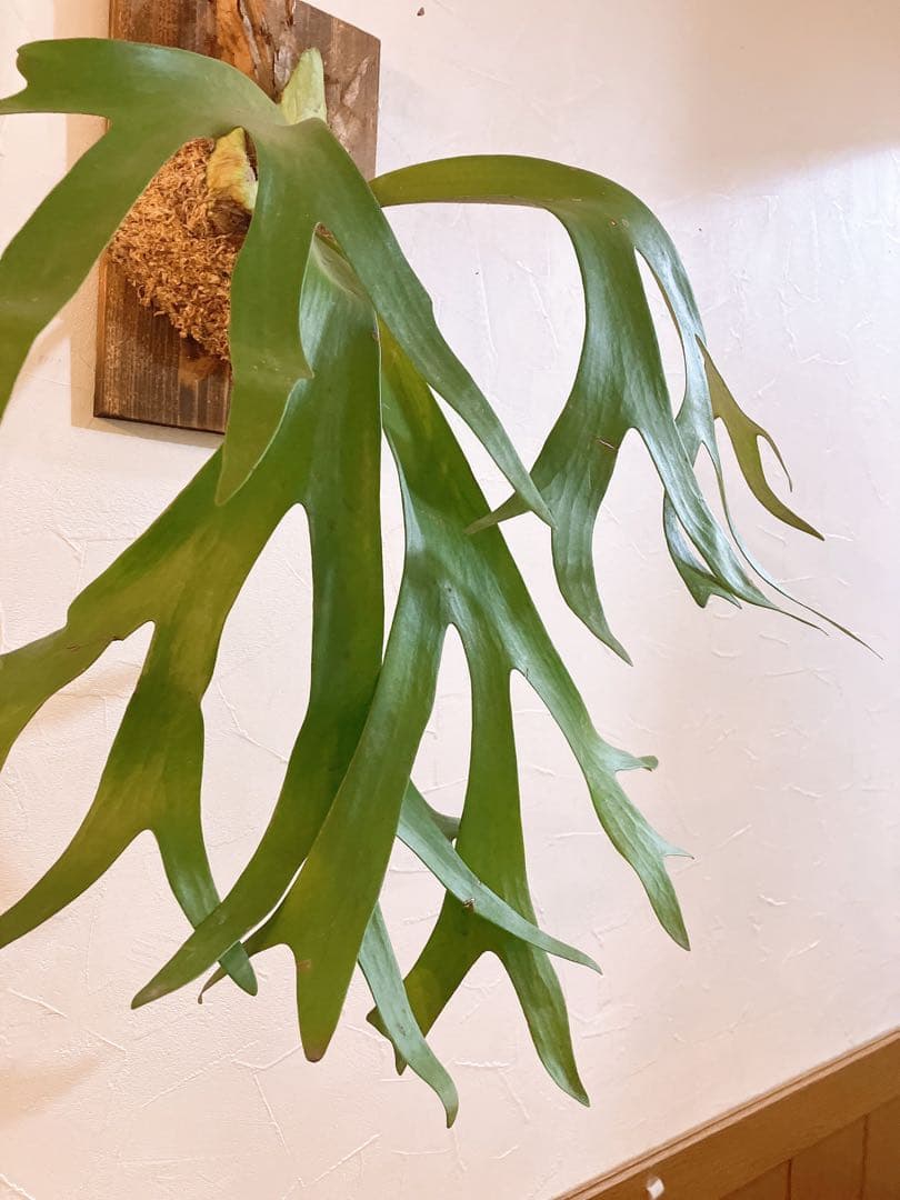 外ハネ　大株ビカクシダ　ウィリンキーwild\"east java\"コウモリラン