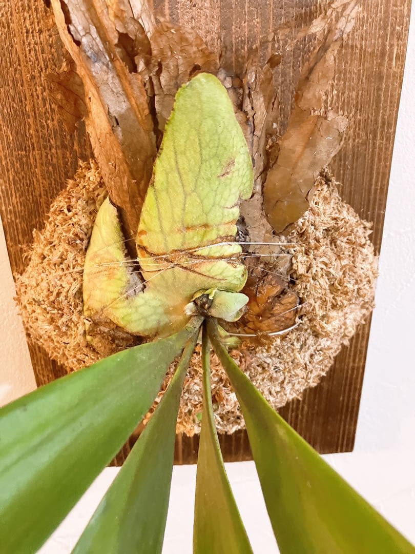 外ハネ　大株ビカクシダ　ウィリンキーwild\"east java\"コウモリラン