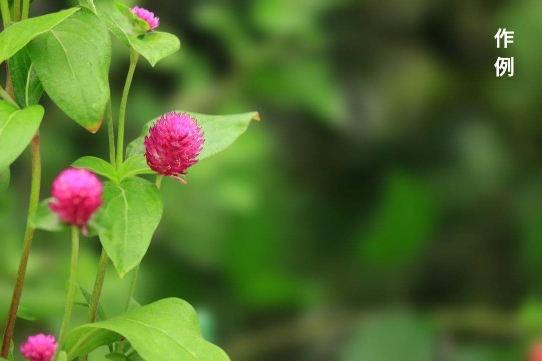 【フード付き】Canon EF-S 55-250mm F4-5.6 IS II