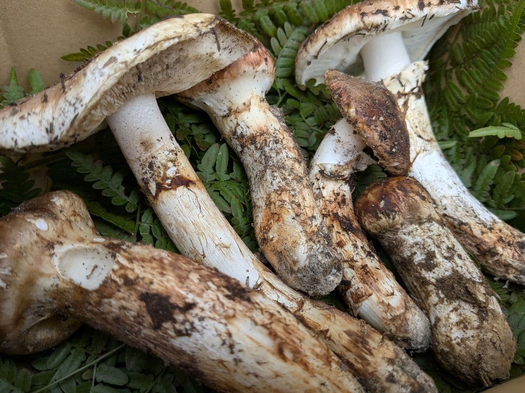 岩手県岩泉　松茸　400g