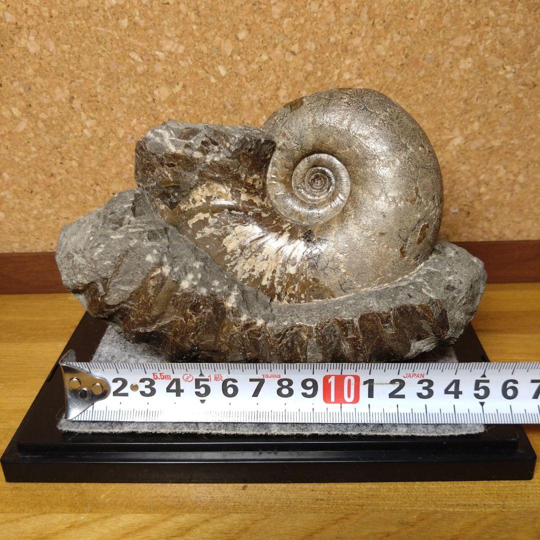 アンモナイト化石 15.0cm（112）