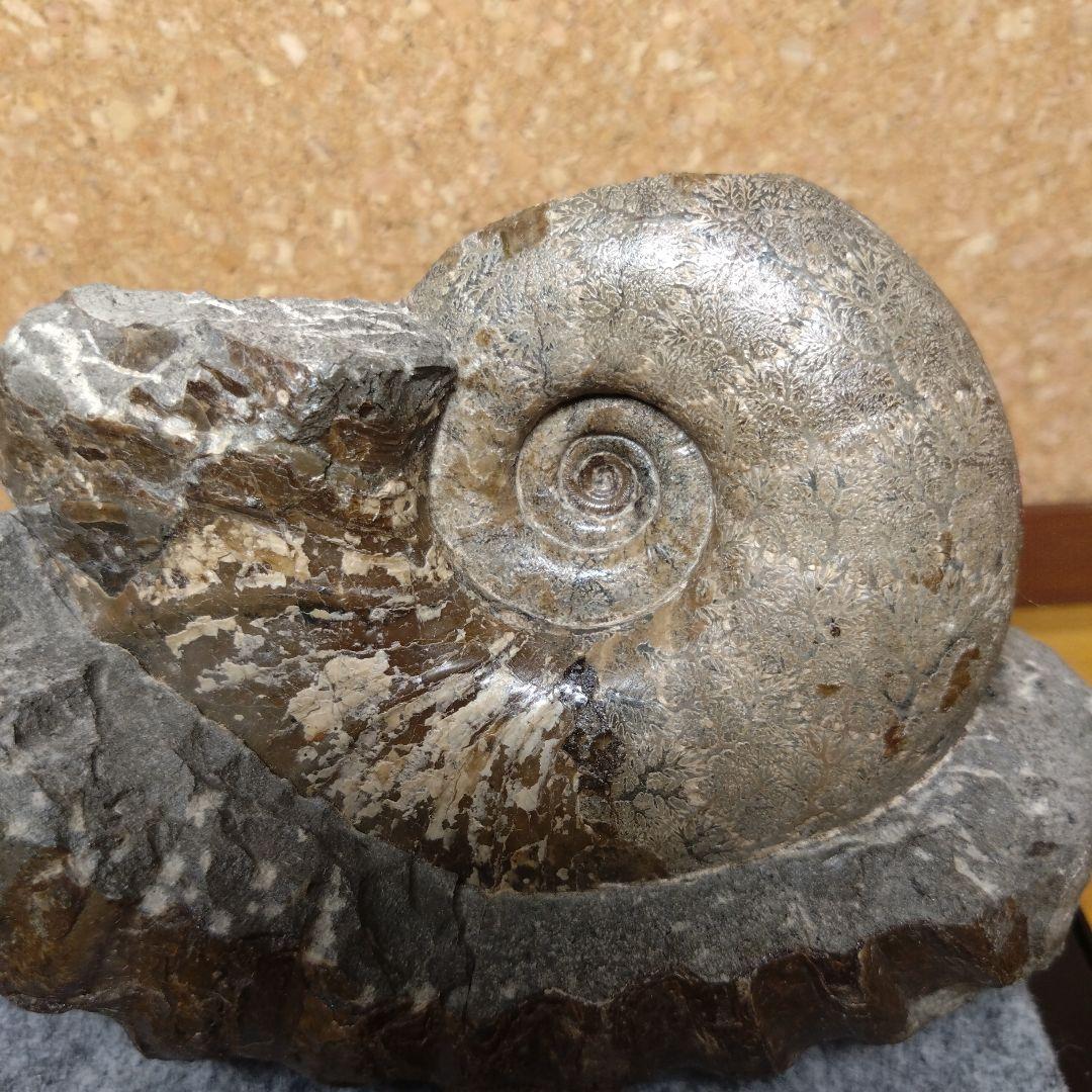 アンモナイト化石 15.0cm（112）