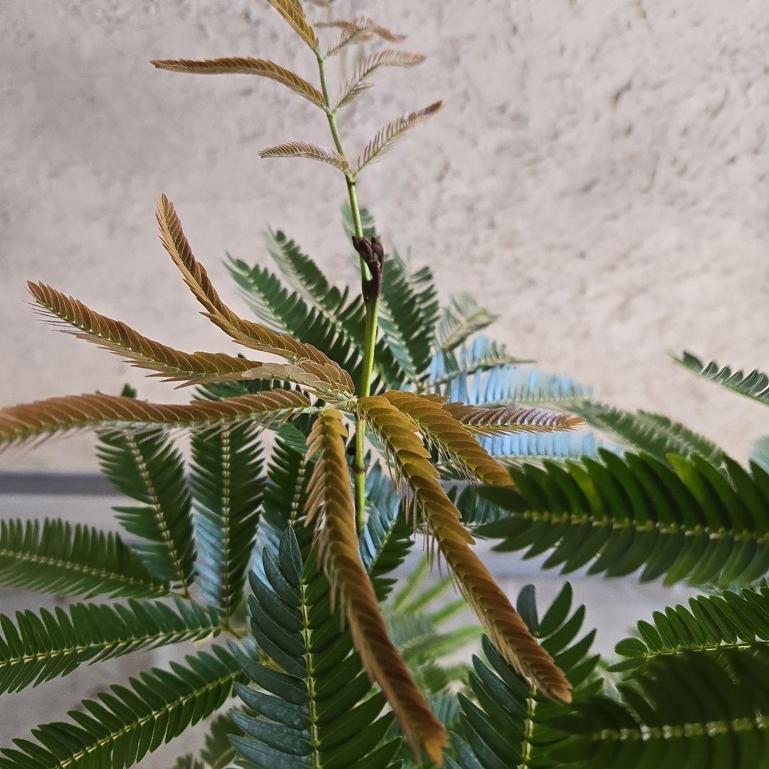 ⑫　エバーフレッシュ曲がり仕立て　8号特大苗木最高等級極上品‼️