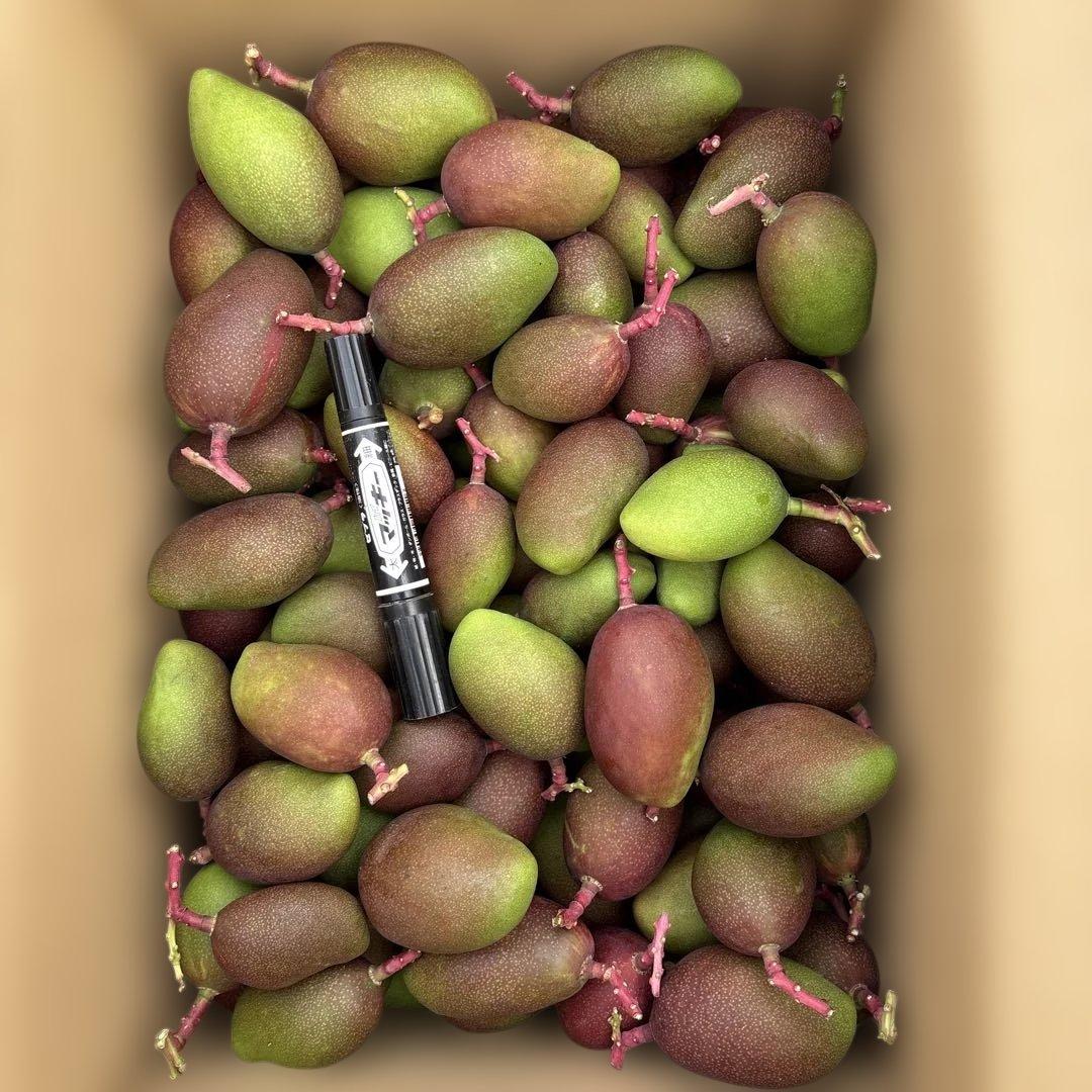 摘果マンゴー2/14