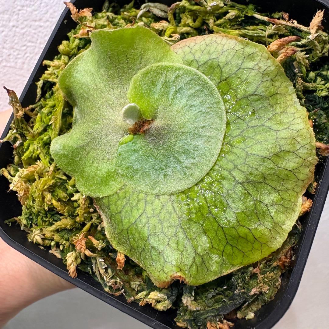 khunphon yot ♯14 クンポン ビカクシダ 子株 株分け