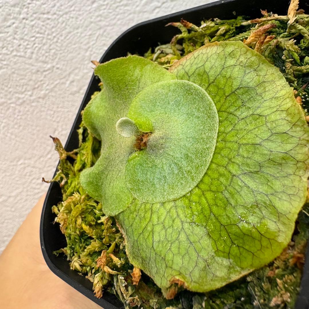 khunphon yot ♯14 クンポン ビカクシダ 子株 株分け