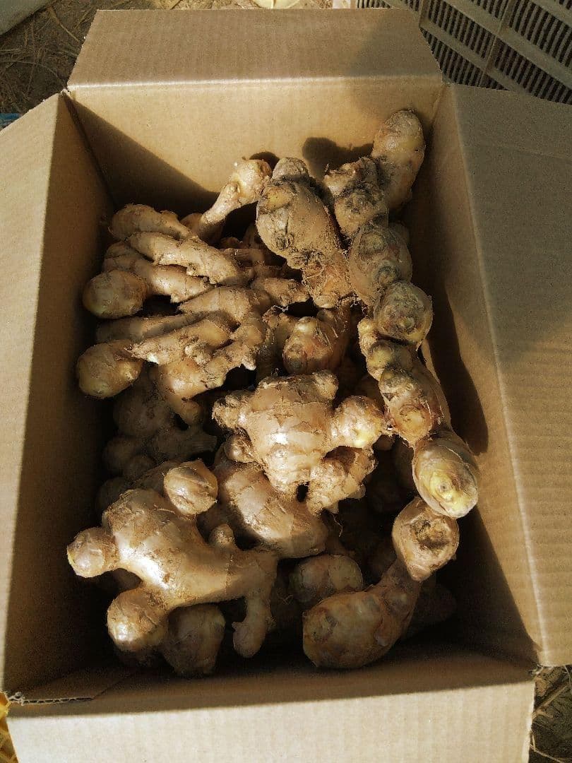 エゴマちゃん大ショウガ１０ｋｇ