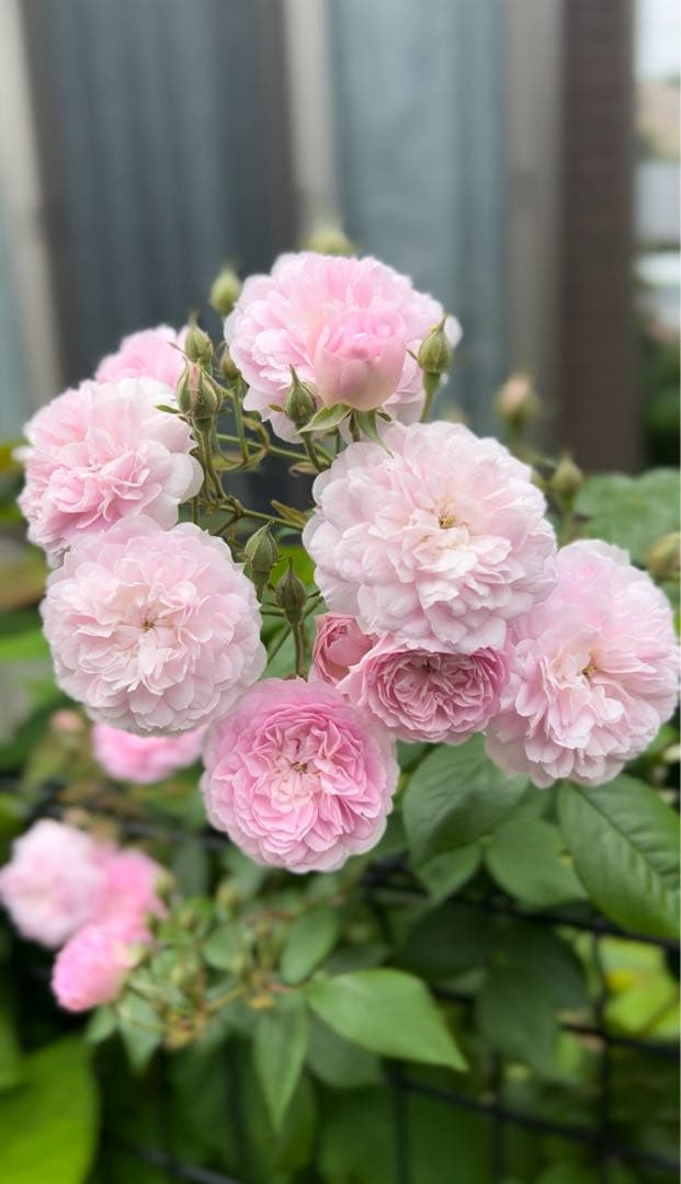 ローラダボー　フランス　挿木2年生苗