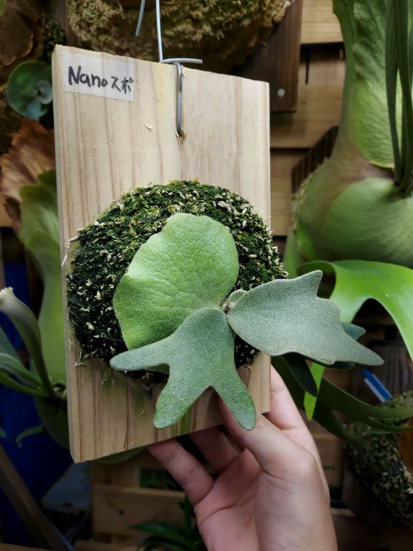 willinckii dwarf Nano　胞子培養　ビカクシダ　コウモリラン