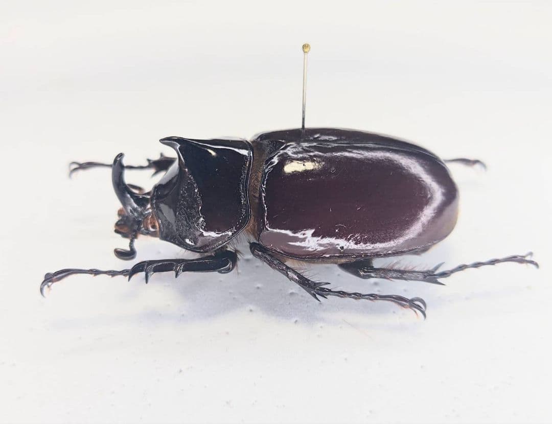 昆虫標本　ガボンオオカブト