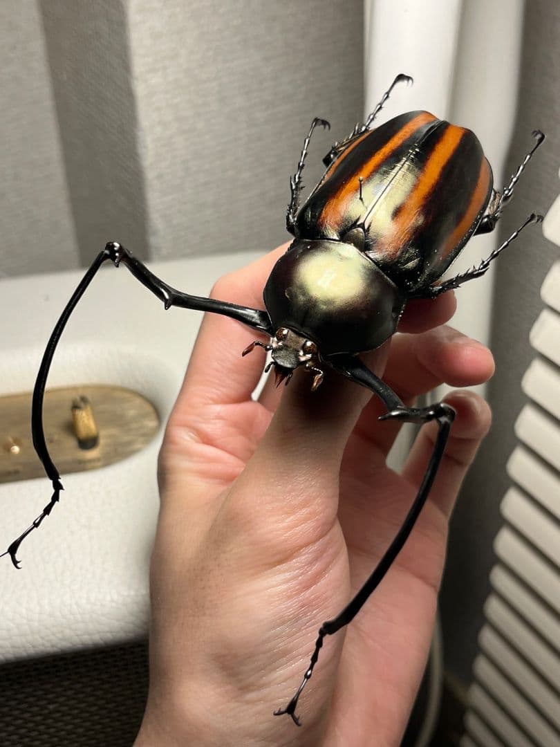 【手長黄金最高峰】セスジドウナガテナガコガネ 特大標本 プラチナコガネ