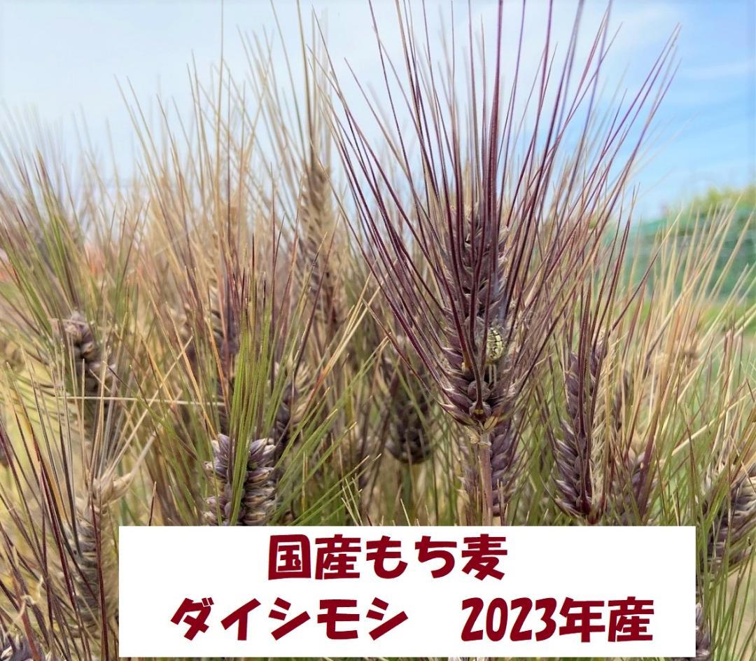 国産もち麦（ダイシモチ）2023年産　アラカルト
