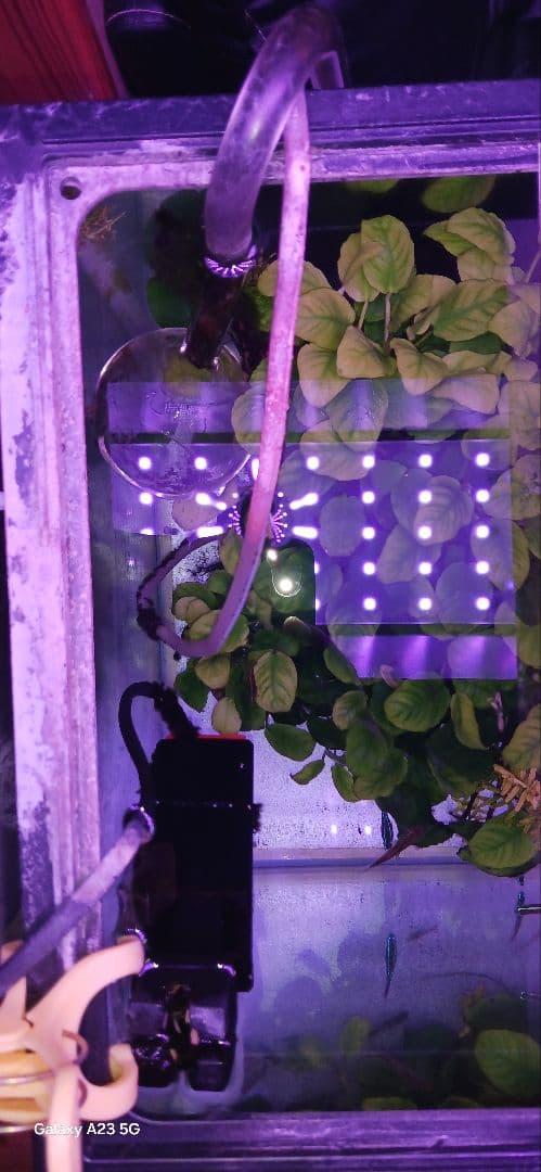 大量のアヌビアスナナ 水槽用「沖縄限定」