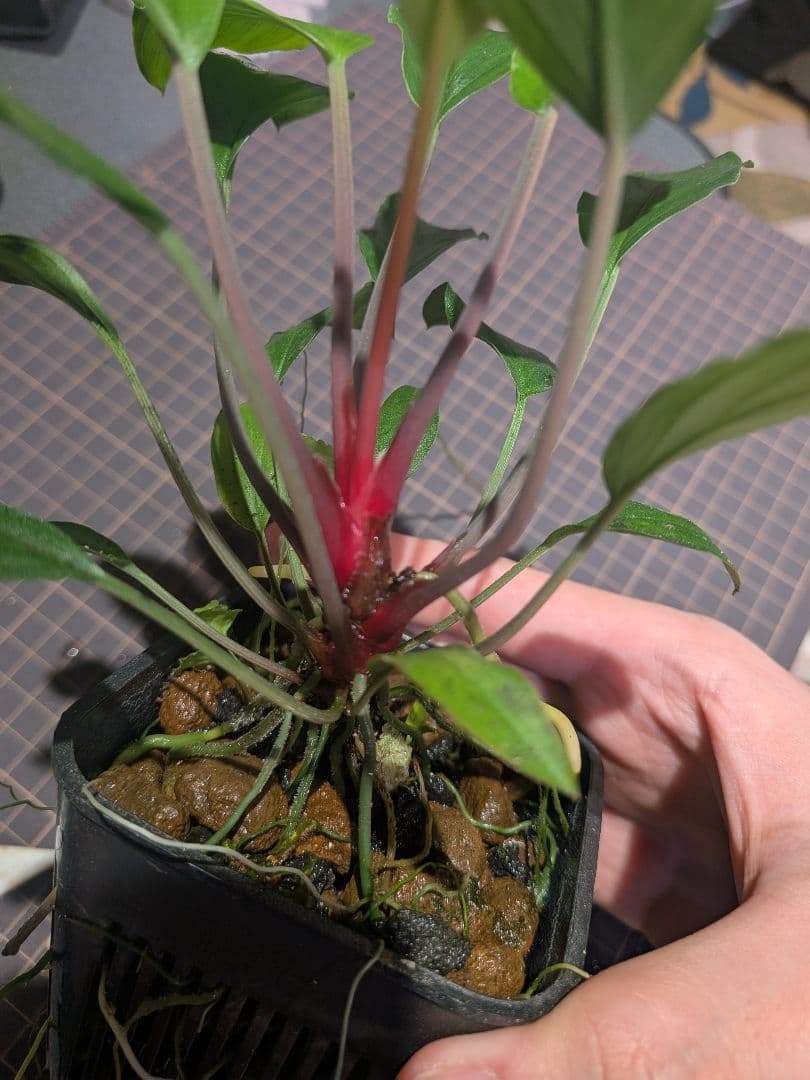 Homalomena sp.\"緑備\" リンリン