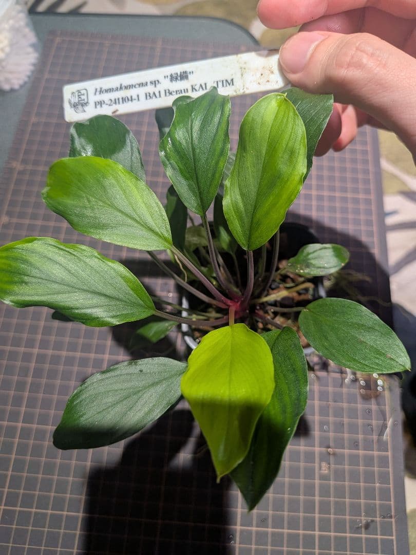 Homalomena sp.\"緑備\" リンリン