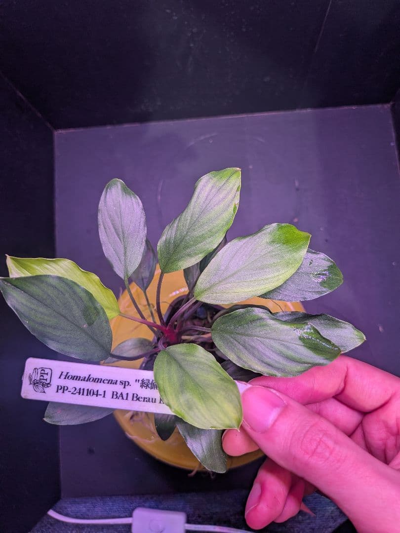 Homalomena sp.\"緑備\" リンリン
