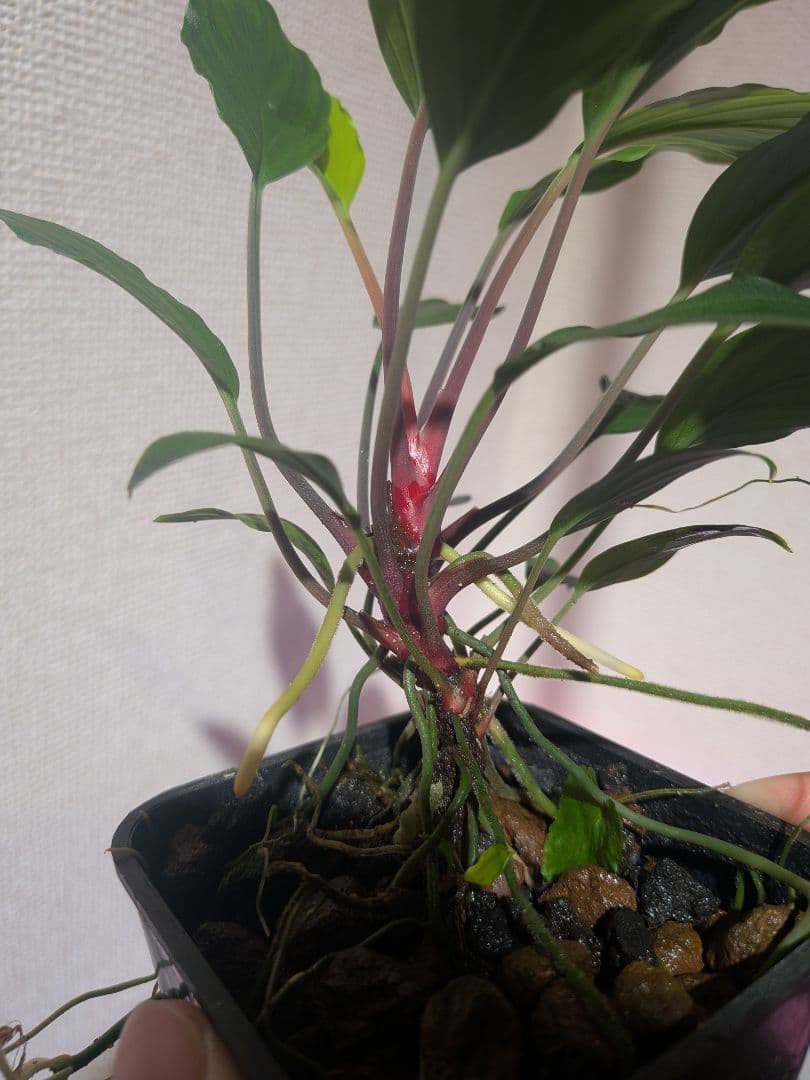 Homalomena sp.\"緑備\" リンリン