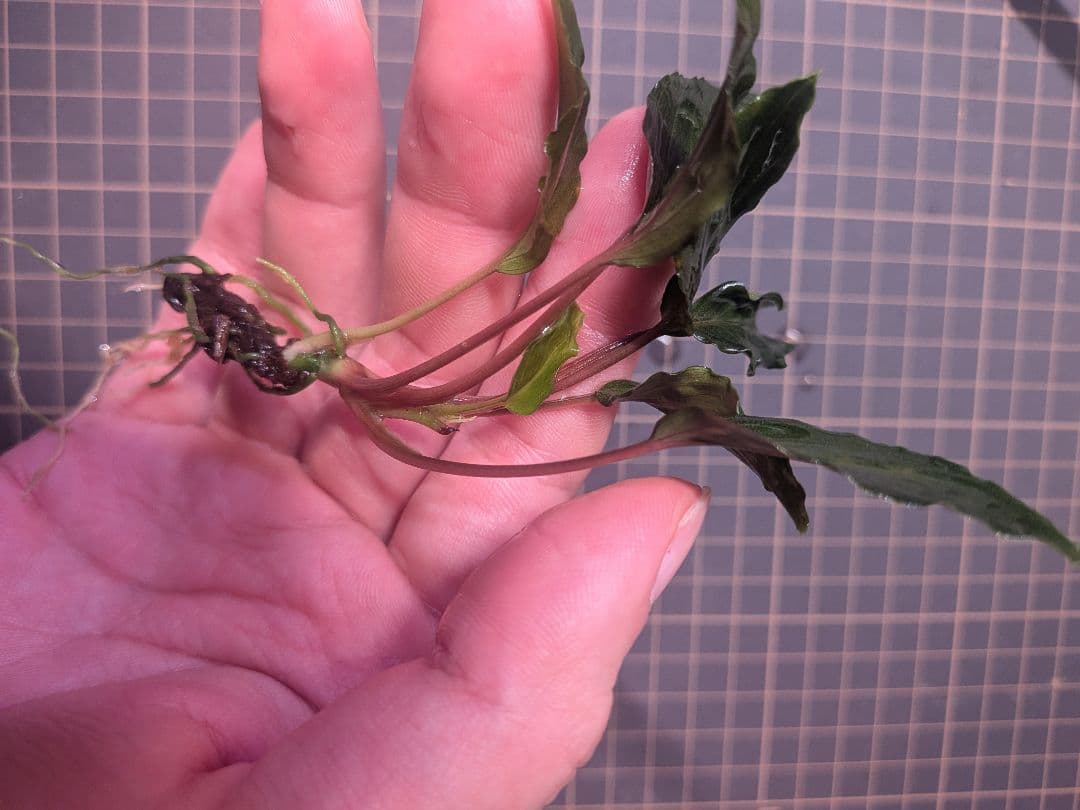 Homalomena sp.\"緑備\" リンリン