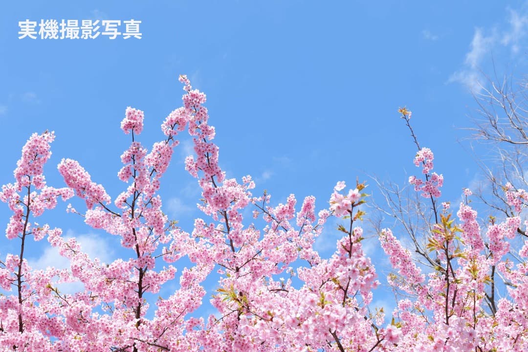 【良美品】LUMIX S9 標準ズームレンズキット 20-60mm｜付属品完備