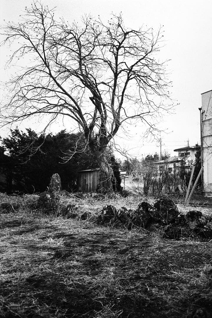 レンズ(単焦点) 1975 Leica 35mm f2 Summicron v3