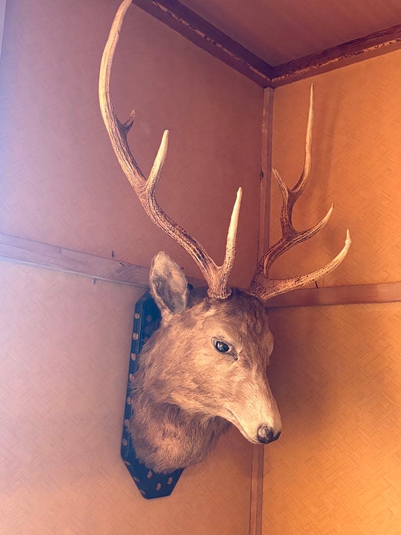 エゾシカ ハンティングトロフィー 剥製