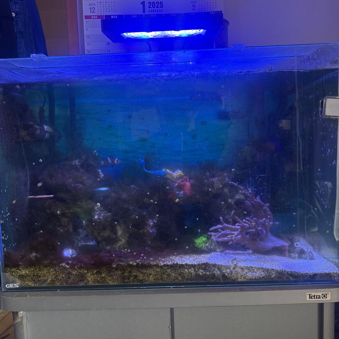 60cm水槽セット　海水