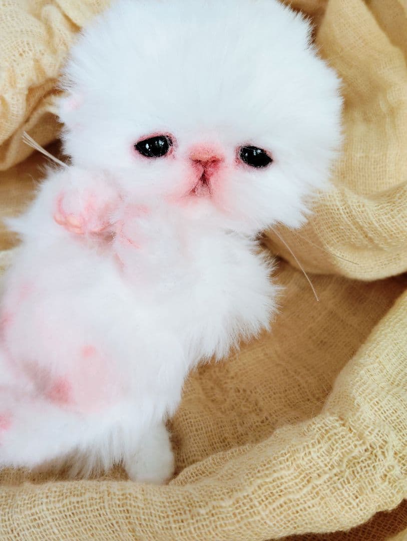 むぎゅサイズ♡お腹ぽっこり♡赤ちゃん子猫のピポちゃん♡アートドール♡ぬいぐるみ♡