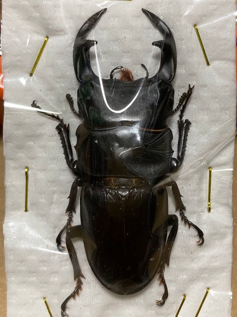 滋賀県産野外品オオクワガタ標本