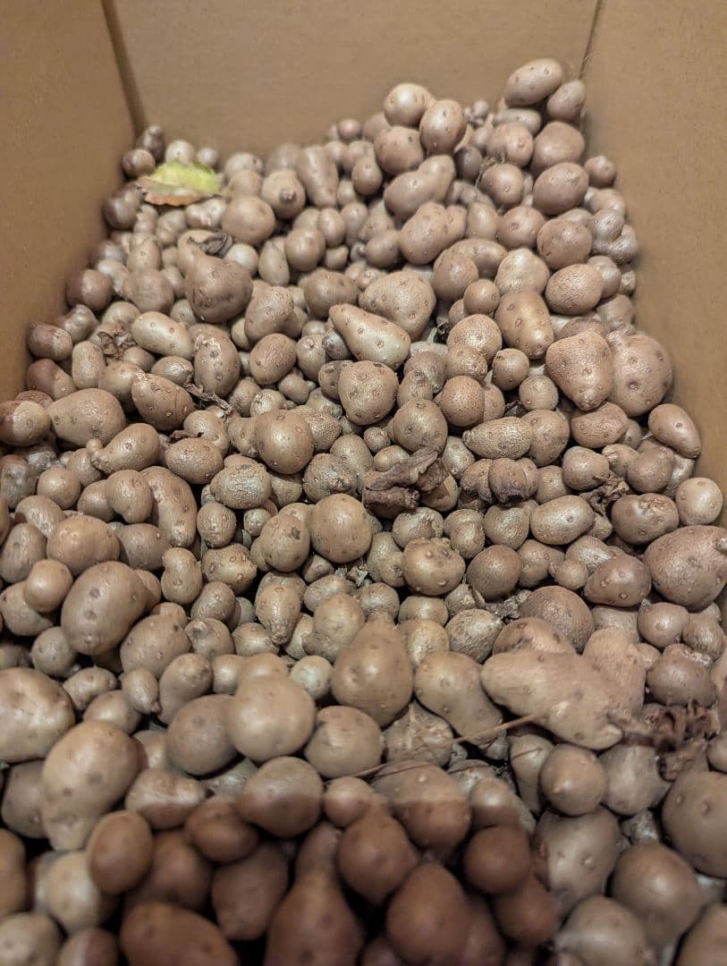 【濃厚な甘み！】ねばりっこ 20kg (規格外) ＋ むかご200g