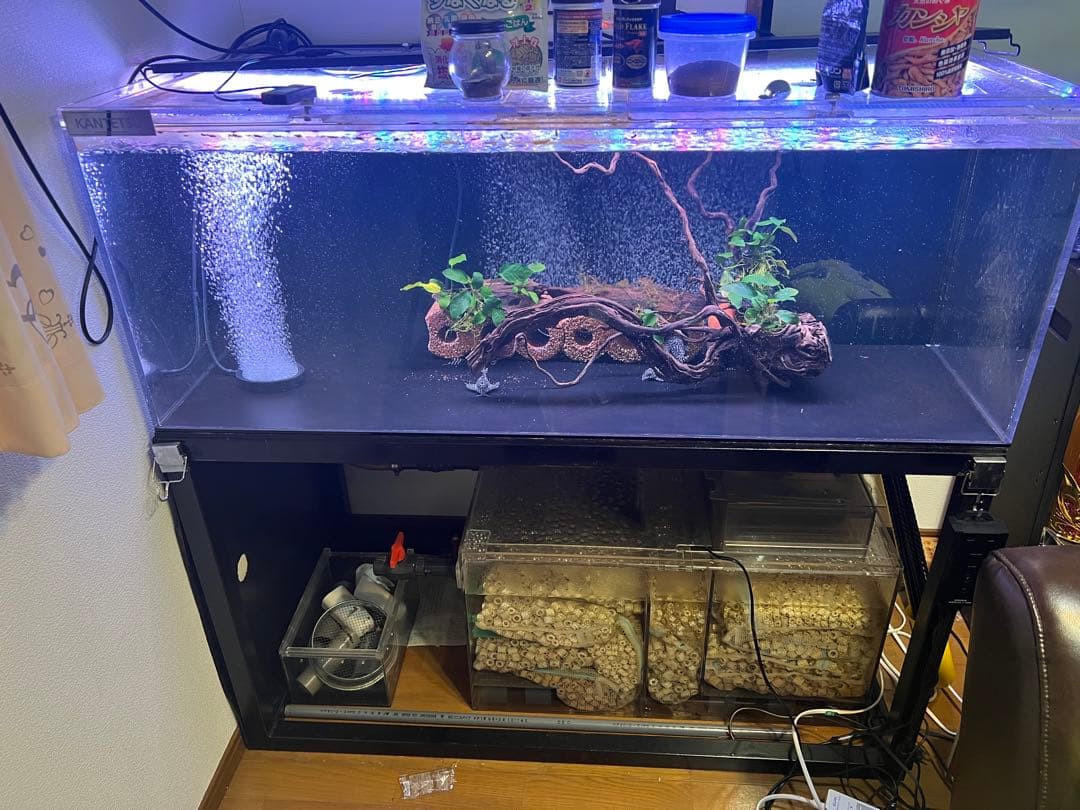 カンテツ水槽　ゆき