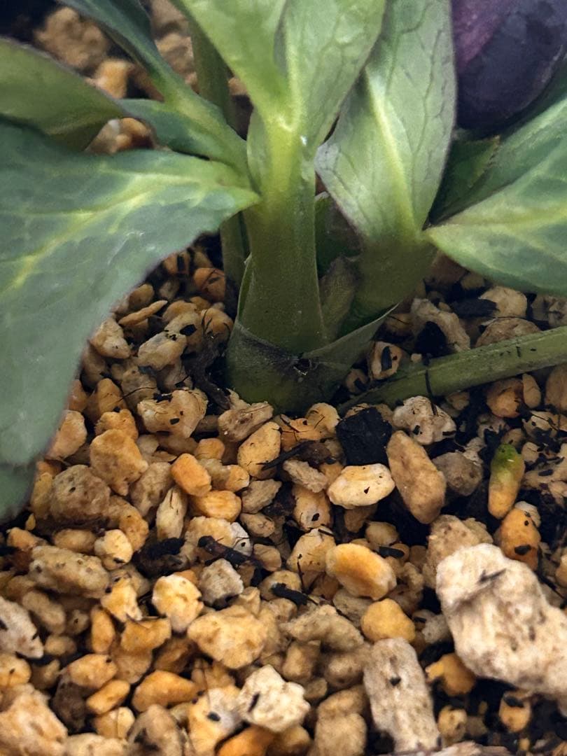 し*ら様 黒影交配　認定美黒姫　小輪ブラック　クリスマスローズ