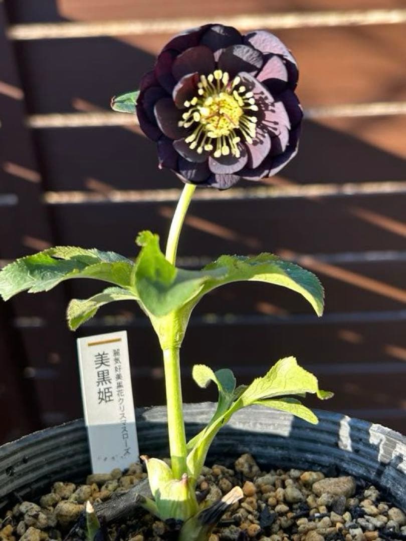 し*ら様 黒影交配　認定美黒姫　小輪ブラック　クリスマスローズ