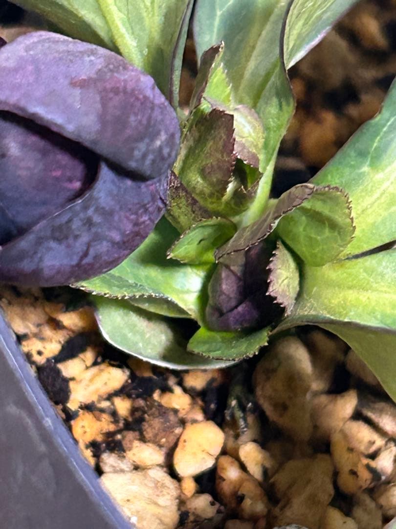 し*ら様 黒影交配　認定美黒姫　小輪ブラック　クリスマスローズ